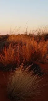 Serene sunset desert scene with grasses.