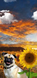 A playful dog and sunflower under a vibrant sunset sky.