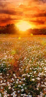 Sunset over a daisy field, warm orange and yellow hues, nature wallpaper.