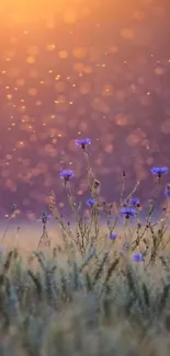 Serene sunset over a field with glowing sky and flowers.