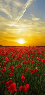 Sunset over a vibrant red poppy field.