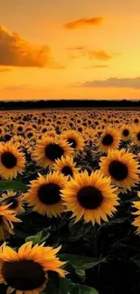 Field of sunflowers at sunset with orange sky.