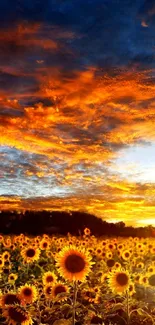 Sunset over a field of sunflowers under a vibrant sky.