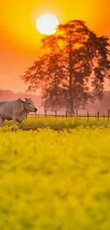 A cow grazes peacefully in a field at sunset with an orange sky.