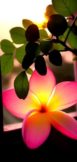 Vibrant plumeria flower against a sunset with green leaves.