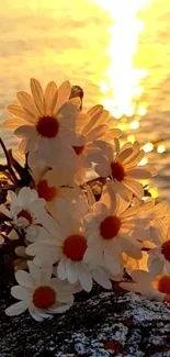 Daisies with golden sunset over lake in the background.