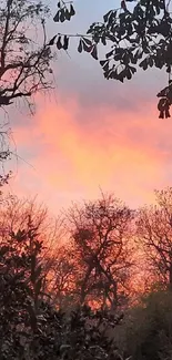 Beautiful sunset forest with silhouetted trees and pink sky.