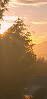 Golden sunset behind pine trees with distant mountains.