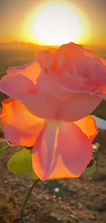 A rose illuminated by a vibrant sunset, casting a warm glow.