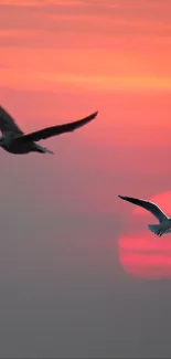 Seagulls flying against a coral sunset sky.