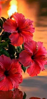 Vibrant hibiscus flowers by sunset-lit lake.