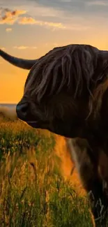 Highland cow standing in a field during sunset with golden light.