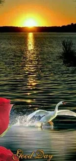 Swan swimming at sunset with roses by a lake.