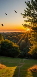 A serene landscape wallpaper with sunset, trees, and flying birds.