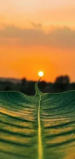 Wallpaper of a stunning sunset over a detailed green leaf foreground.