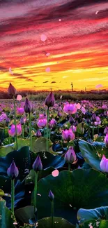 Lotus field at sunset with vibrant sky and flowers.