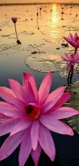 Vibrant pink lotus flowers at sunset on calm water.