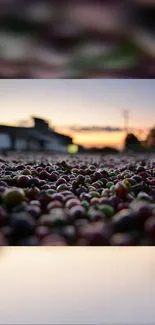 Sunset casting light on coffee beans field.