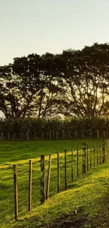 Scenic sunset view over a lush green farm pathway.