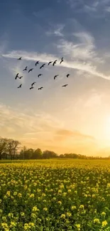 Peaceful sunset behind a field of yellow blossoms with trees and a flock of birds.