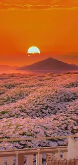 Sunset over daisies with mountain backdrop.