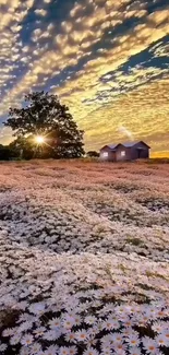 Sunset over daisy field with clouds and distant house.