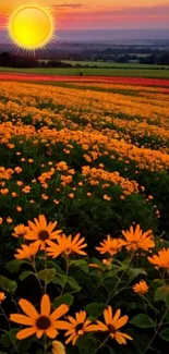 Vibrant sunset over a field of yellow flowers, creating a stunning mobile wallpaper.