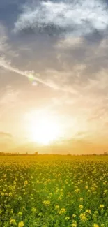 Sunset over a vibrant yellow flower field under a dramatic sky.