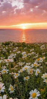 Stunning sunset over a coastal field of daisies, reflecting vibrant colors over the ocean.