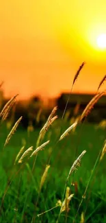 Vibrant sunset over a lush green grassland.