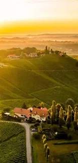 Golden sunset illuminating serene green hills and vineyards.