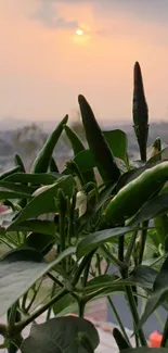 Green plants silhouetted against a vibrant sunset.