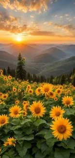 Sunset over mountains with sunflower field.