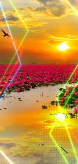 Sunset reflecting over a tranquil lotus lake with vibrant pink flowers.