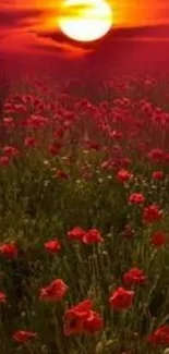 Sunset over a field of red poppies, creating a serene landscape.