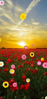 Vibrant sunset over a field of red poppies with a clear sky.