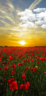 Sunset over a field of red poppies and a cloudy sky.