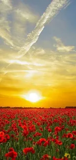 Golden sunset over a vibrant poppy field.