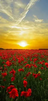 Gorgeous sunset over a red poppy field under a warm yellow sky.