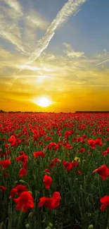 Vibrant red poppy field under a golden sunset.