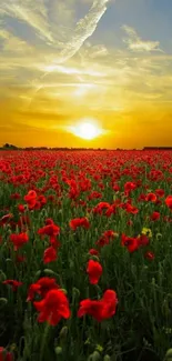 Golden sunset over a vibrant poppy field creating a stunning landscape.