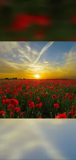 A stunning sunset over a vibrant red poppy field with a clear evening sky.