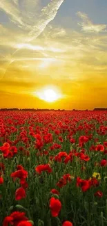 Beautiful sunset over a field of red poppies.