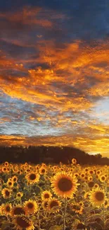 Sunset over a vibrant sunflower field with a stunning orange sky.