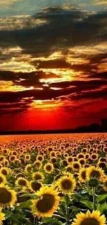 Sunset view over a field filled with sunflowers and a vibrant orange-red sky.