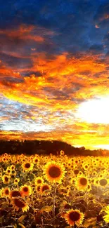 Vibrant sunset over a sunflower field with colorful sky and bright sun.