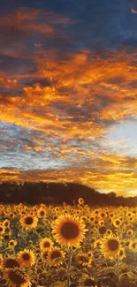 Sunflower field at sunset with vibrant orange sky.