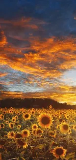 Golden sunset over a sunflower field with a vibrant sky.