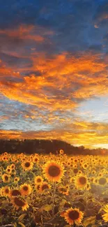 Vibrant sunset over a sunflower field.