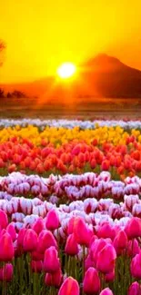 Colorful tulip field at sunset with mountain silhouette.